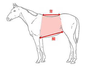 図３-１ 背中と胴