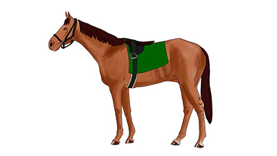 図４-２ ゼッケンの下の部分にある毛並みの悪い部分に注目。