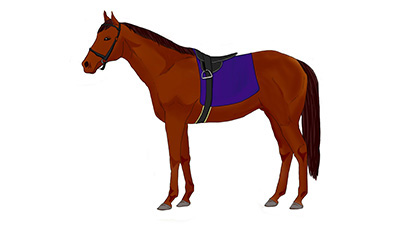 図５-１ 通常の馬体