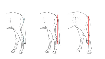 図８-１ 左が理想的な「飛節」の位置。右が「飛節の折りが深い」状態。中央は「折りが浅い」状態